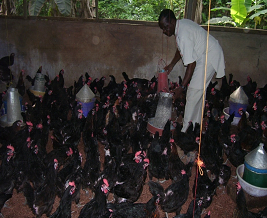 Improving food security in rural regions
